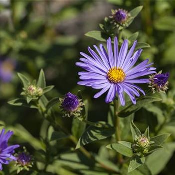 Aster amellus 'Sternkugel'