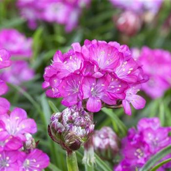 Armeria maritima