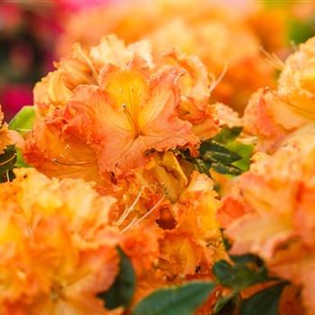 Rhododendron luteum 'Gibraltar'