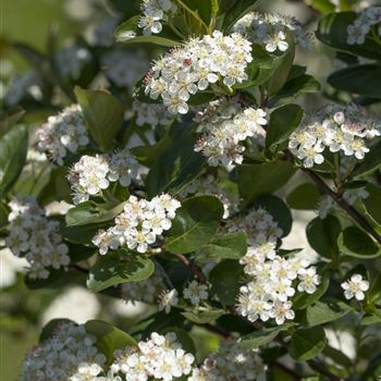 Aronia x prunifolia 'Viking'