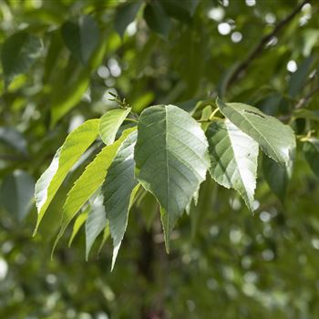 Alnus spaethii