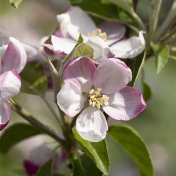 Malus domestica 'Ingrid Marie'