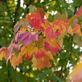 Acer rubrum