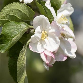 Malus domestica 'Jakob Lebel'