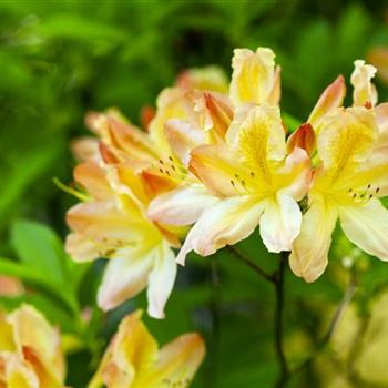 Rhododendron luteum