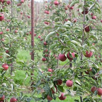 Malus domestica 'Jonagold'