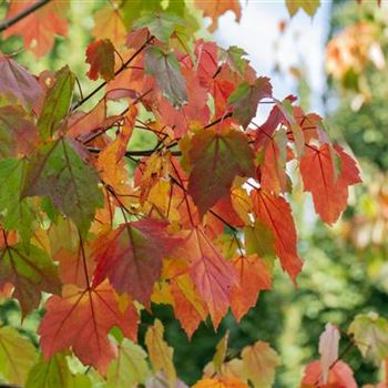 Acer rubrum