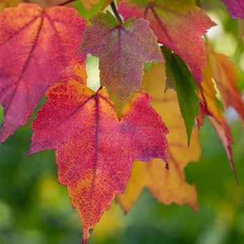 Acer rubrum