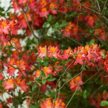 Rhododendron luteum 'Royal Command'