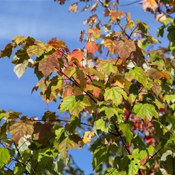 Acer rubrum