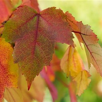 Acer rubrum