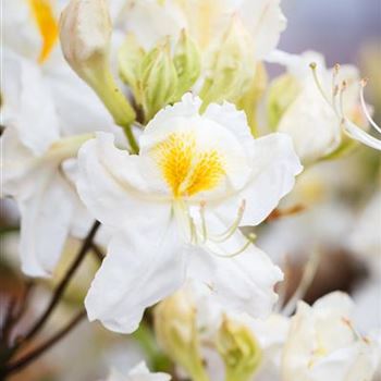 Rhododendron luteum 'Schneegold'