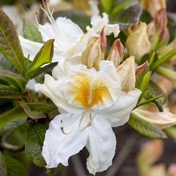 Rhododendron luteum 'Möwe'