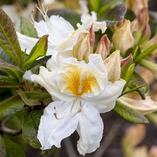 Azalea Knap-Hill 'Silver Slipper'