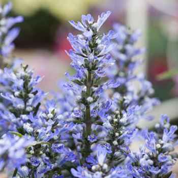 Ajuga reptans