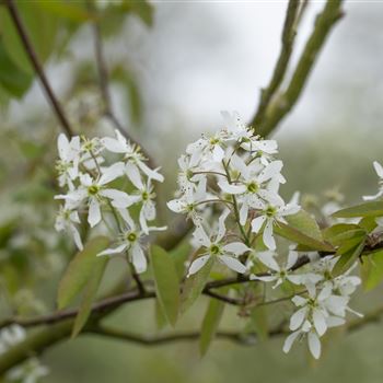 Amelanchier laevis