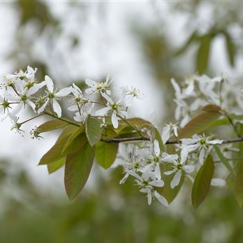 Amelanchier laevis