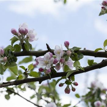 Malus domestica 'Rheinischer Bohnapfel'