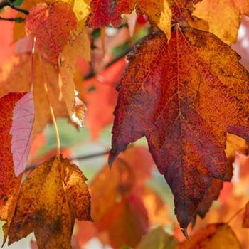 Acer rubrum 'Red Sunset'