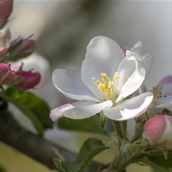 Malus domestica 'Rheinischer Bohnapfel'