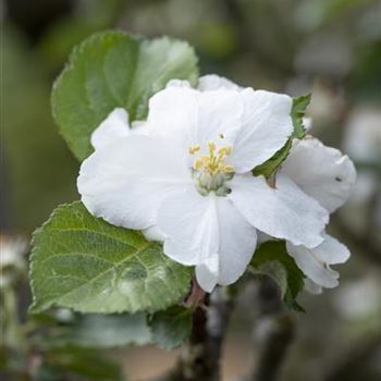 Malus domestica 'Roter Boskoop'