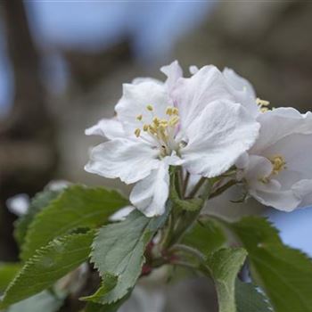 Malus domestica 'Roter Boskoop'