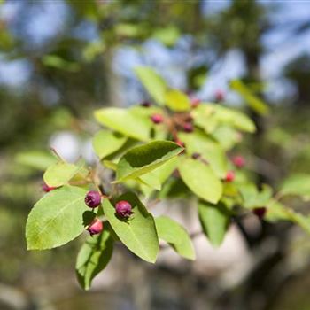 Amelanchier lamarckii