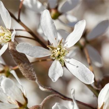 Amelanchier lamarckii