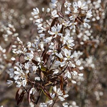 Amelanchier lamarckii