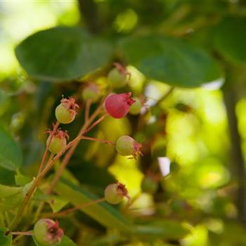 Amelanchier lamarckii