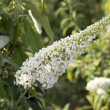 Buddleja davidii 'Peace'