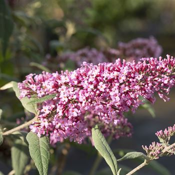 Buddleja davidii 'Pink Delight'