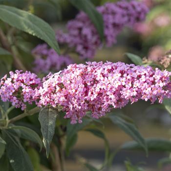 Buddleja davidii 'Pink Delight'