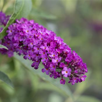 Buddleja davidii 'Royal Red'