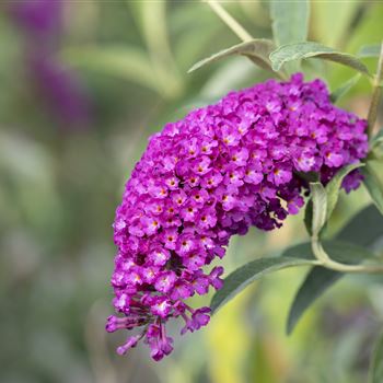 Buddleja davidii 'Royal Red'