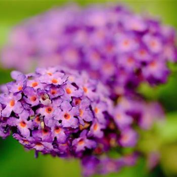 Buddleja davidii