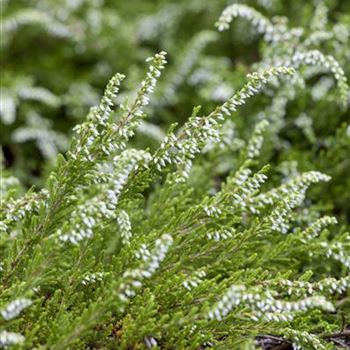 Calluna vulgaris