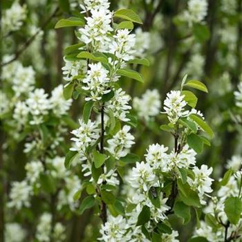 Amelanchier ovalis