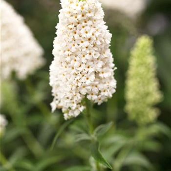 Buddleja davidii