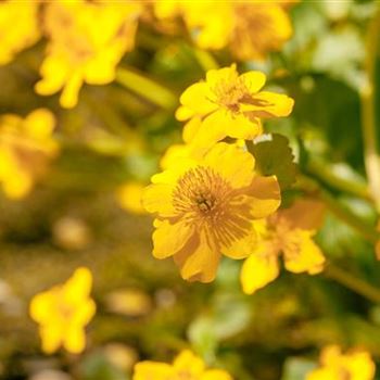 Caltha palustris