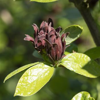 Calycanthus floridus