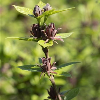 Calycanthus floridus