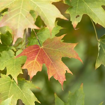 Acer saccharum