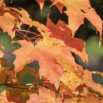 Acer saccharum