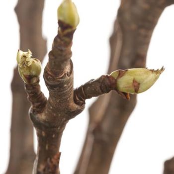 Pyrus communis