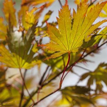 Acer palmatum