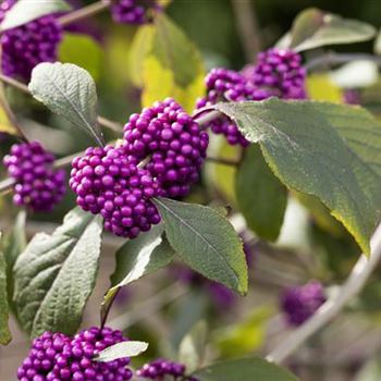 Callicarpa bodinieri var. giraldii 'Profusion'