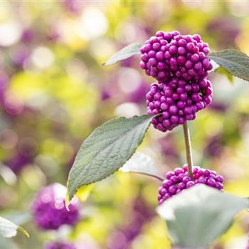 Callicarpa bodinieri var. giraldii 'Profusion'