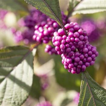 Callicarpa bodinieri var. giraldii 'Profusion'