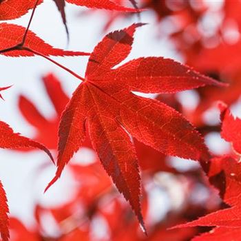 Acer palmatum 'Bloodgood'